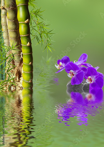 Illustration: décor tropical aquatique décor tropical aquatique