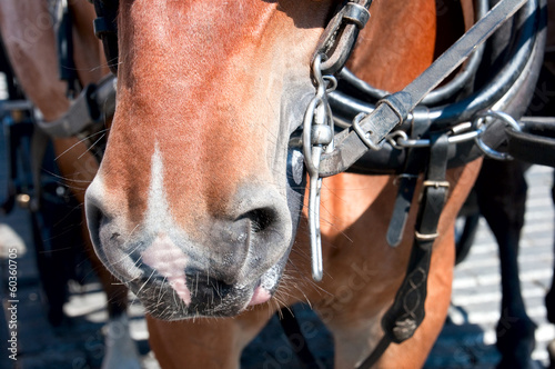 Photo: the head of a horse with a bridle the head of a horse with a bridle
