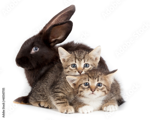 Photo: Kitten and Rabbit Kitten and Rabbit