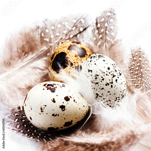 Photo: Group of Raw Quail Eggs with feathers macro. HQ photo of quail e Group of Raw Quail Eggs with feathers macro. HQ photo of quail e