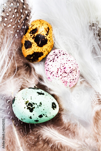 Photo: Group of Colored Quail Eggs with feathers macro. HQ photo of qua Group of Colored Quail Eggs with feathers macro. HQ photo of qua