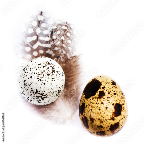 Photo: Two Quail Eggs with feathers isolated on white background, macr Two Quail Eggs with feathers isolated on white background, macr