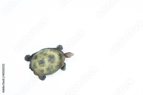 Photo: turtle view from above turtle view from above