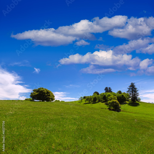 Photo: California meadow hills with oak tree California meadow hills with oak tree