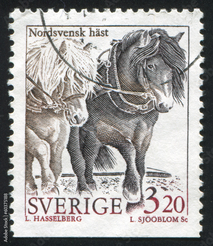 Photo: North sweden horse North sweden horse