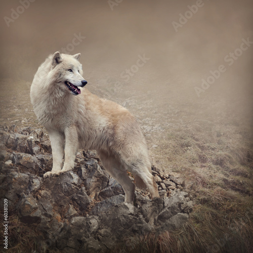 Photo: White wolf at the night White wolf at the night