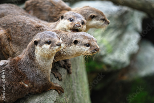 Photo: コツメカワウソ コツメカワウソ