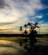 Sunrise at Paddy Field Sunrise at Paddy Field