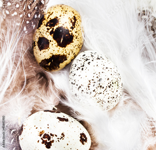 Photo: Beautiful Quail Eggs on white feathers background, macro. HQ ph Beautiful Quail Eggs on white feathers background, macro. HQ ph