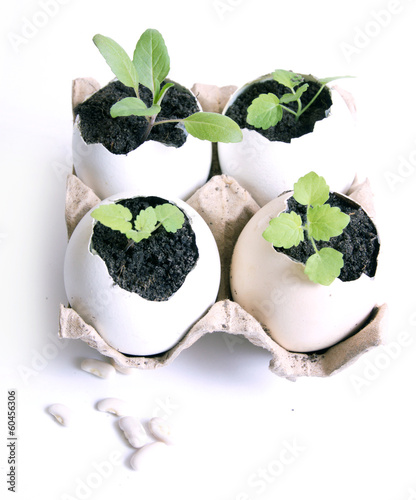 Photo: A plant with soil on a hand trowel A plant with soil on a hand trowel