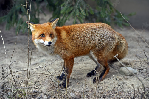 Photo: Fox portrait in natural habitat Fox portrait in natural habitat