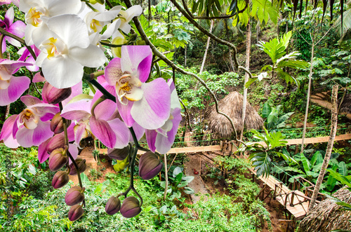 Orchideen Im Tropischen Regenwald sdatec.com