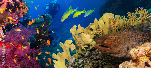 Photo: Coral and fish Coral and fish