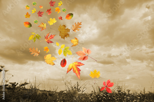 Photo: Cloudy sky and autumn leaves Cloudy sky and autumn leaves