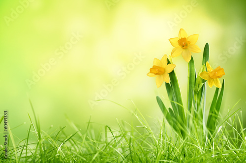 Photo: Daffodil flowers Daffodil flowers