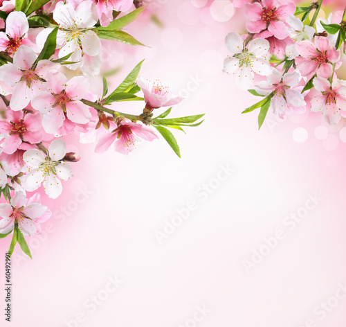 Photo: Peach flower blossom Peach flower blossom