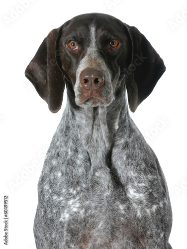 Photo: german shorthaired pointer portrait german shorthaired pointer portrait