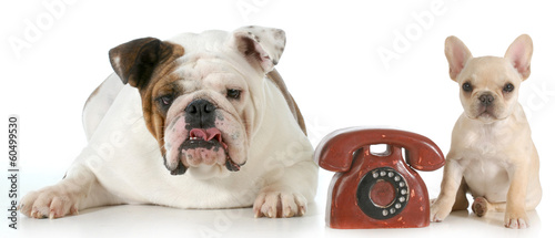 Photo: dog communication dog communication