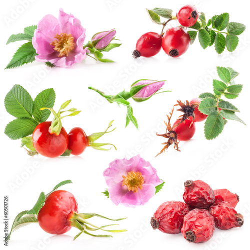 Photo: Rose hips (Rosa canina) flowers and fruits isolated on white Rose hips (Rosa canina) flowers and fruits isolated on white