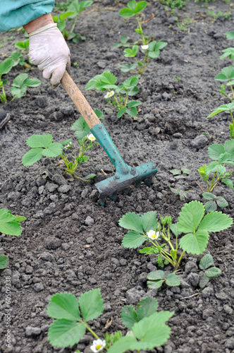 Photo: raking of strawberry plantation raking of strawberry plantation