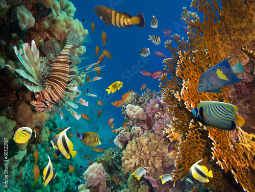 Photo: Coral and fish Coral and fish