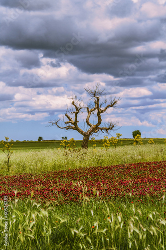 Photo: Parco Alta Murgia:albero e fiori viola. - Puglia (ITALIA)- Parco Alta Murgia:albero e fiori viola. - Puglia (ITALIA)-