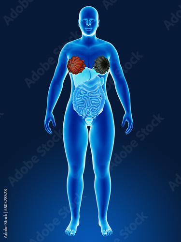 Illustration: Human organs Human organs