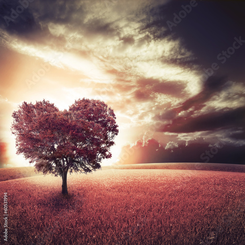 Photo: tree tree