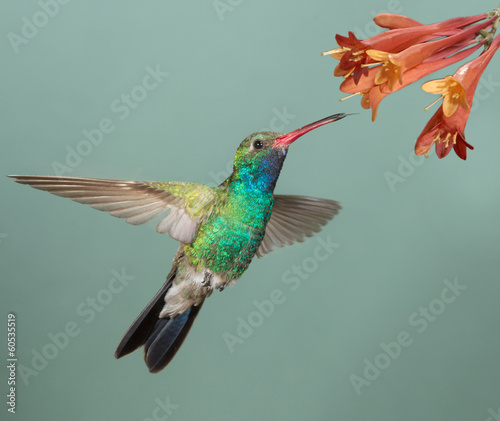 Photo: Male Broad-billed Hummingbird hoovering with flowers Male Broad-billed Hummingbird hoovering with flowers