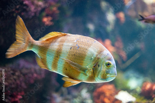 Photo: Colorful aquarium with fish Colorful aquarium with fish
