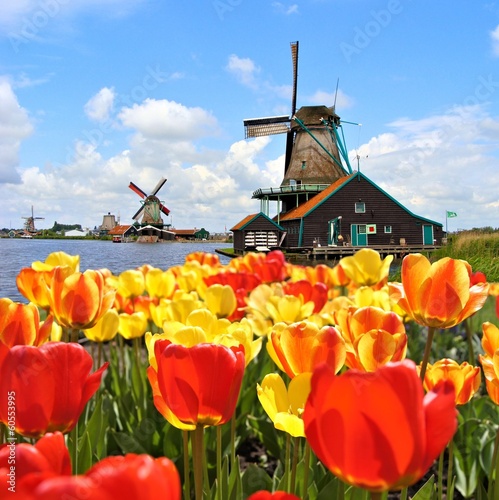  Dutch windmills with tulips at Zaanse Schans, Netherlands