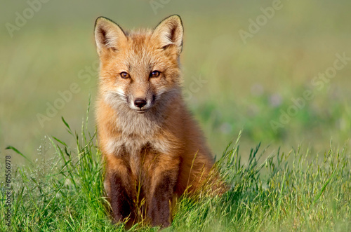 Curious Fox Kit - 60556978
