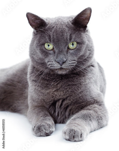 Photo: Green eyed Maltese cat also known as the British Blue Green eyed Maltese cat also known as the British Blue