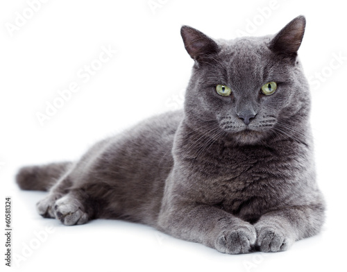 Photo: Green eyed Maltese cat also known as the British Blue Green eyed Maltese cat also known as the British Blue