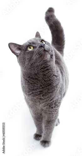 Photo: Green eyed Maltese cat also known as the British Blue Green eyed Maltese cat also known as the British Blue