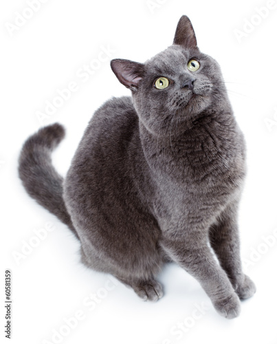 Photo: Green eyed Maltese cat also known as the British Blue Green eyed Maltese cat also known as the British Blue
