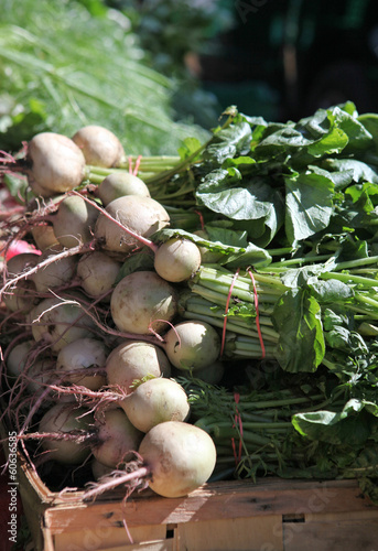 Photo: watermelon radishes watermelon radishes