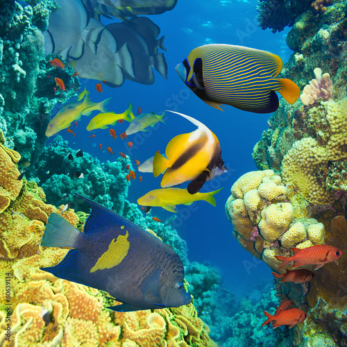 Photo: Coral and fish Coral and fish