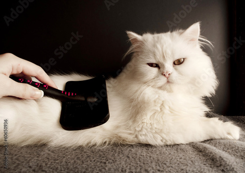 Photo: Combing cat's fur Combing cat's fur