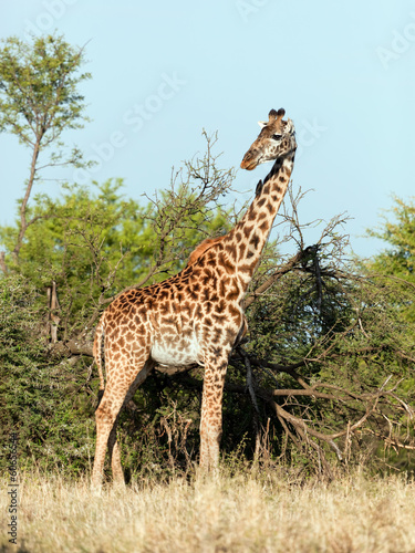Photo: Giraffe on savanna. Safari in Serengeti, Tanzania, Africa Giraffe on savanna. Safari in Serengeti, Tanzania, Africa