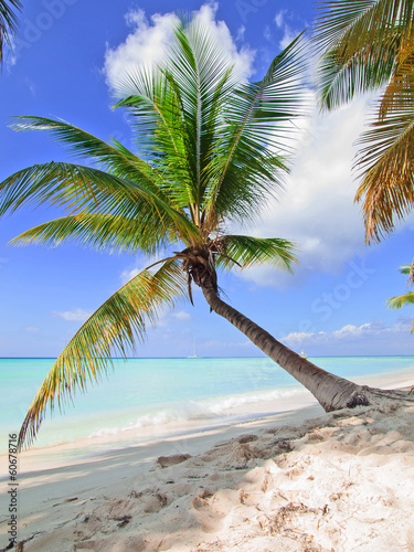 Fototapeta tropical beach in Dominican republic.