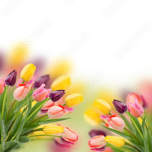 Photo: bunch of tulips flowers close up bunch of tulips flowers close up