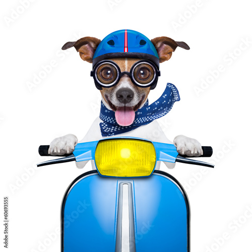 Photo: crazy speed dog crazy speed dog