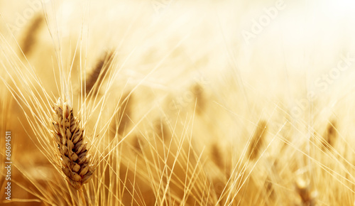 Photo: Wheat field Wheat field