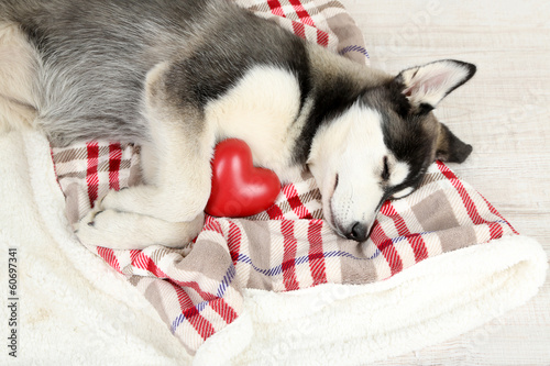 Photo: Beautiful cute husky puppy in room Beautiful cute husky puppy in room