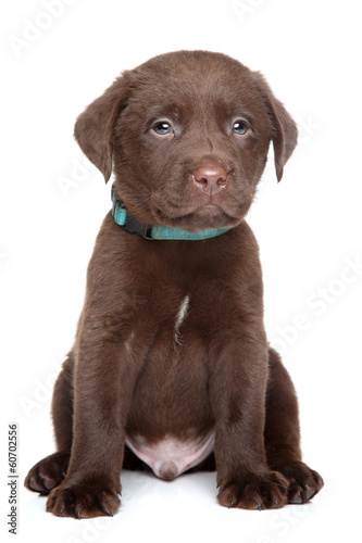 Photo: Labrador puppy portrait Labrador puppy portrait