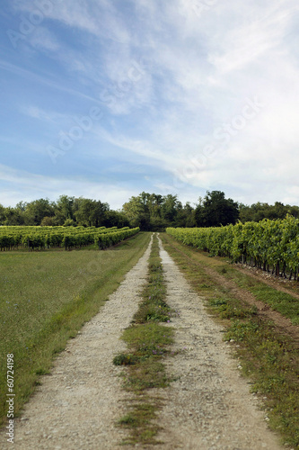 Photo: Vineyard Vineyard