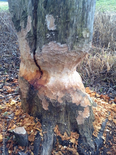 Instant Collection: Baum fällt Baum fällt