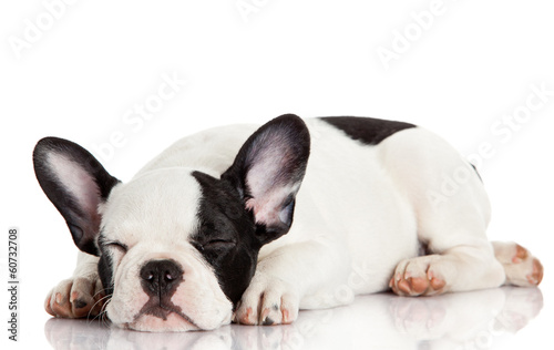 Photo: French bulldog puppy sleeping. French bulldog puppy sleeping.