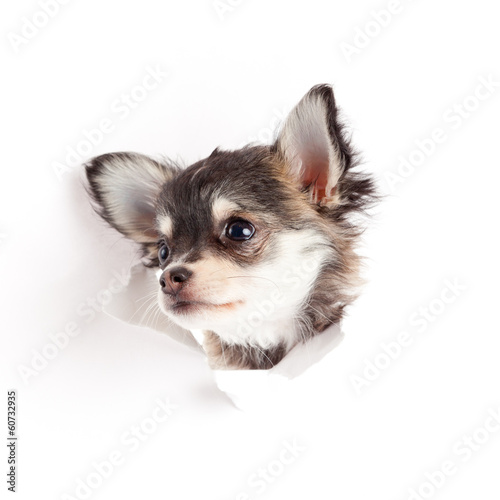 Photo: chihuahua puppy in paper chihuahua puppy in paper